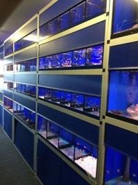 John Allan / Shop Aquarium display tanks wanted