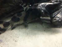 Clown catfish (synodontis decorus) approx 9 inches