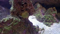 Marine Fish, rock, ricordea, zoas, fromia and clean up crew, St Austell