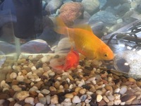 Goldfish free to good home