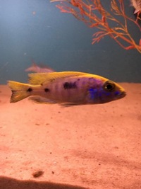 Malawi cichlids breeding pairs £200 job lot