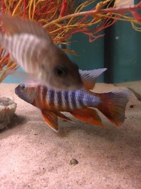 Malawi cichlids breeding pairs £200 job lot