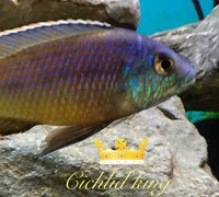 Malawi cichlids breeding pairs £200 job lot