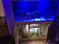 Marine Fish Tank £750ono