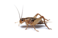 Live Crickets