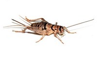 Live Banded Crickets