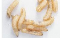 Live White Maggots