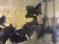 BROAD TAIL BLACK MOORS (Fancy goldfish)