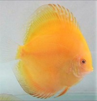 Martin Ng Discus available at Corban Discus