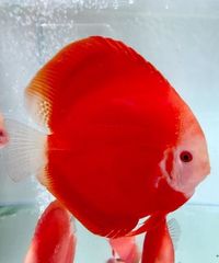 Martin Ng Discus available at Corban Discus