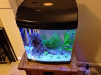 35 litre freshwater aquarium