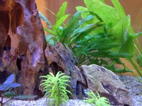 35 litre freshwater aquarium