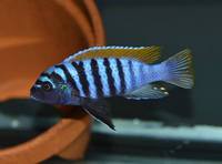 Wet Pets Solihull Have stunning Malawi Juvies for sale some rarer ones and a good size a must see list.