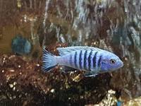 Wet Pets Solihull Have stunning Malawi Juvies for sale some rarer ones and a good size a must see list.