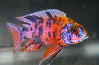 Wet Pets Solihull have yet again another fantastic offer of 20 Malawi Haps and Aulonacaras for sale. Please read post.