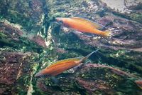 SOLD Paracyprichromis nigripinnis neon x 5