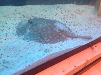 9inch disk Leo hiybrid stingray £100