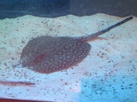 9inch female hiybrid stingray £100 open to offers