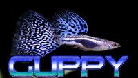 Guppies Wanted