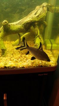 Pair of Bala sharks approx 5-7inch