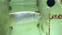 GOLDEN HEAD 24K CROSSBACK AROWANA PREMIUM GRADE