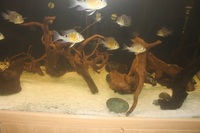 Tropical Fish for sale