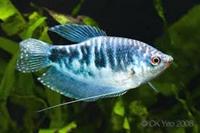  WANTED Male Opaline Gourami, Chorley