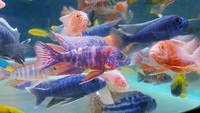 Malawi Cichlids 2 inches - 3.5 inches Aulonocara peacocks African cichlids