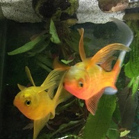 Fantail goldfish free
