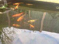 Koi Carp for sale