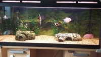 Full 180l Aquarium set up for sale incl fish