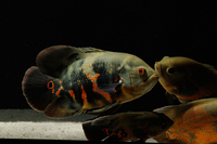 6 x 5 month old Astronotus Ocelatus / Tiger Oscars - Oscar Fish £70 - Romford