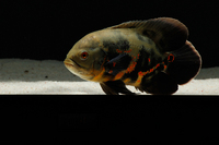 6 x 5 month old Astronotus Ocelatus / Tiger Oscars - Oscar Fish £70 - Romford