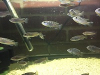 Cichlids fry