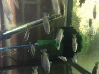 Cichlids fry