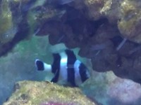 4 striped damselfish free to a good home