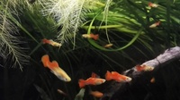 Red blond guppies / guppy fish 3 months old