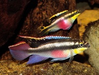 Adult Breeding pairs of Kribensis Cichlids