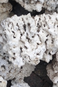 Top quality reef bones- plate- branch- £2.50 per kg