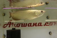 24K GOLDEN CROSSBACK ASIAN AROWANA