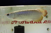 24K GOLDEN CROSSBACK ASIAN AROWANA