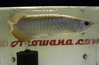 24K GOLDEN CROSSBACK ASIAN AROWANA