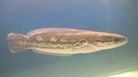 channa diplogramma snakehead