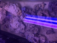 24kg Quality Marine Live Rock