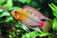 Apistogramma Hongsloi Male