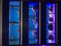 Marine display racks