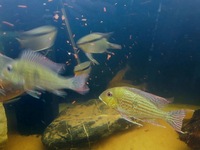 6 Large geophagus abalios and a pair of koi angelfish