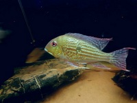 6 Large geophagus abalios and a pair of koi angelfish