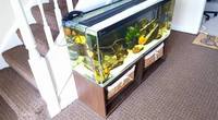 4 Foot tank, stand, tons of accessories £125