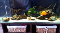 4 Foot tank, stand, tons of accessories £125